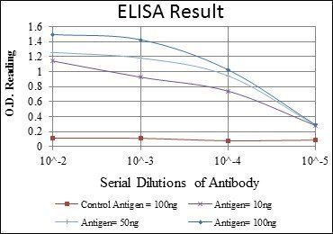 alpha Smooth Muscle Actin Antibody