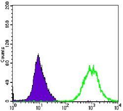 alpha Smooth Muscle Actin Antibody