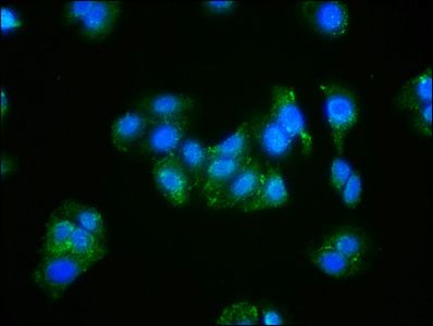 ACTB Antibody