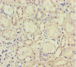 ACTB Antibody