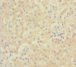 ACTB Antibody