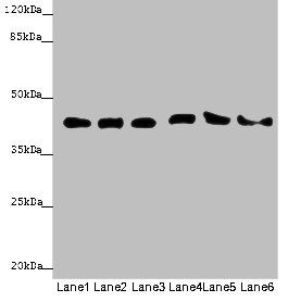 Actb Antibody