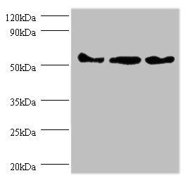 Actb Antibody