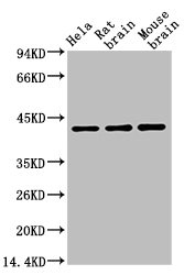 ACTB Antibody