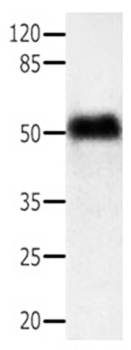 ACTG1 Rabbit Polyclonal Antibody
