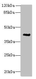 ACTG2 Antibody