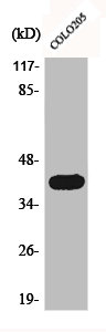 ACTG2 Antibody