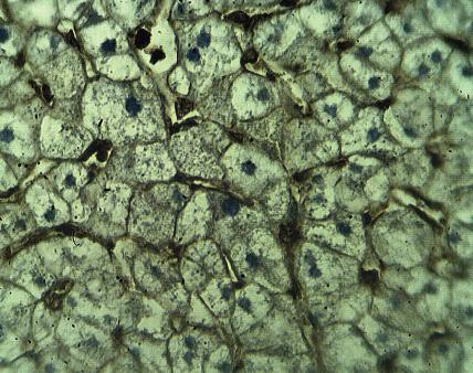 Rabbit anti Human Actin, (cytoplasmic 1) (NT) Antibody
