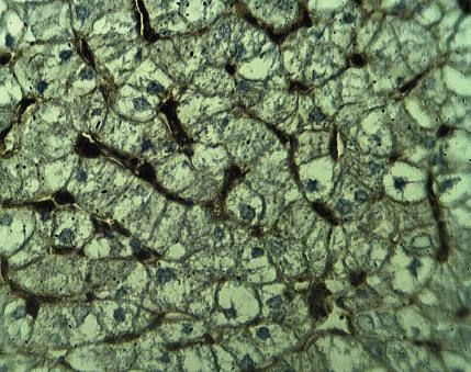 Rabbit anti Human Actin, cytoplasmic 1 (NT) Antibody
