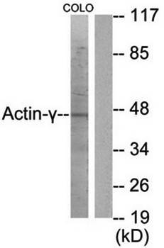 Actin-γ2 Antibody