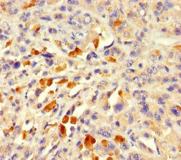 ACTL7A Antibody