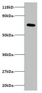 ARPC3 Antibody
