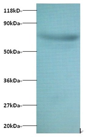 ARPC3 Antibody, Biotin conjugated