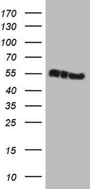 Activin Receptor Type IIA Antibody