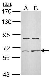 NAT2 antibody