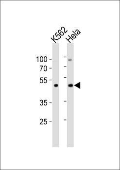Actl6a antibody
