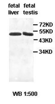 ACTL7A Rabbit Polyclonal Antibody