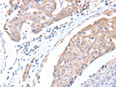 ACTL8 Antibody