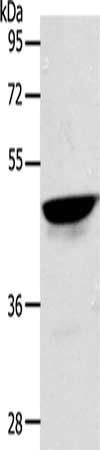 ACTL8 Antibody