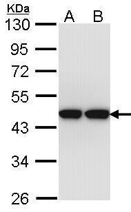 actin like 8 Antibody