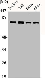 ACTN1/ACTN2/ACTN3/ACTN4 Antibody