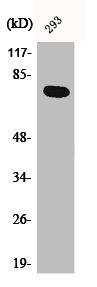 ACTN1/ACTN2/ACTN3/ACTN4 Antibody