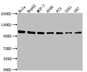 ACTN1 Antibody