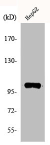 ACTN2/ACTN3 Antibody