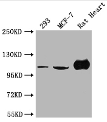 ACTN2 antibody