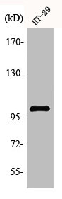 ACTN3 Antibody