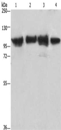 ACTN4 Antibody
