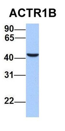 ACTR1B antibody