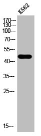 ACTR3 Antibody