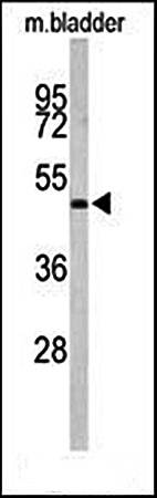 ACTR3B antibody