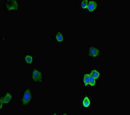 ACTR5 Antibody