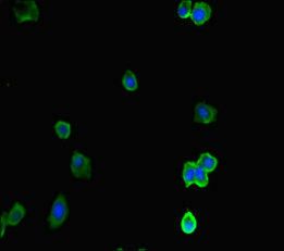 ACTR5 antibody