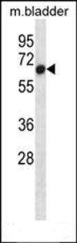 Acvr1 antibody