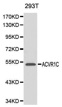 ACVR1C antibody