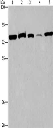 ACVR2A Antibody