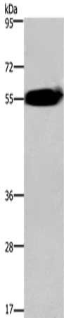 ACVR2A Antibody