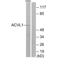 ACVRL1 antibody