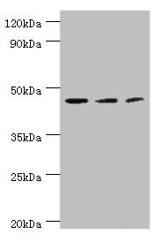 ACY1 antibody