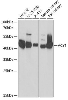 ACY1 antibody