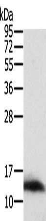 ACYP1 Antibody