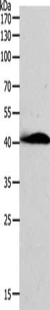 AD7C-NTP antibody