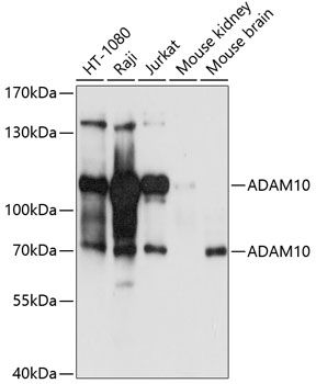 ADAM10 antibody