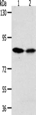 ADAM11 antibody