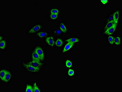 ADAM12 Antibody