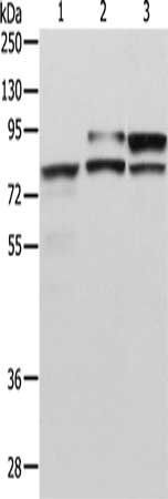ADAM15 Antibody
