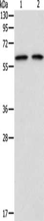 ADAM2 Antibody